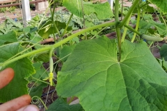 (5/5) This is three times the standard size of a cucumber leaf. Again, note how close the internode fruit sets are.