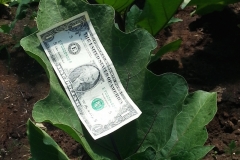 Look at the size of these leaves! They are 5x the average size from Blue Gold™ Garden.