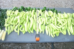 (5/10) This is the first harvest off of only seven pepper plants in the middle of a drought in Blackburn,  Missouri using Blue Gold™ Garden Blend.