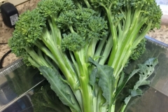 (1/2) "Your garden mixture is a miracle in a bottle. Wow. The broccoli and other veggies were grown in one of our high tunnels. We started using Blue Gold™ Garden product at the beginning of this season and root applied and foliar fed once per week. I head cut and trimmed this amazing broccoli here, right at a pound. And it was harvested amazingly 14 days early from when we have ever harvested before?