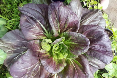 This grower is amazed and excited about their super large Blue Gold™ Garden lettuce leaves. And notice no bugs or disease.