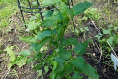 (1/2) “James, In cool and soggy weather, actually about 7 days staring of torrential rain… my Blue Gold™ treated peppers are producing!  I only planted them back on April 29th, and they had cold nights, soggy days, and not ideal conditions.  I have given them root soak 2x followed by one foliar spray per week of Blue Gold™ Fusion Compost VEG as well as the straight Blue Gold™ Garden Blend.