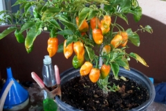 (1/3) My pepper plants were grown with Blue Gold™ Garden and Blue Gold™ Worm Castings!