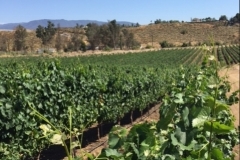 (1/4) This is a 30-acre field of grapes in Temecula, CA on the Blue Gold™ program.