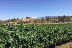 (2/4) 18 of these 30 acres are 3-year-old vines that have been raised in the Blue Gold™ program and have produced grapes for the last two years of production! This is special because the industry does not see normal production until around 5 years on average.
