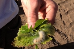 (1/2) This is an invasive caterpillar pulled from a Vineyard. The grower took into the kitchen and sprayed with Blue Gold™.