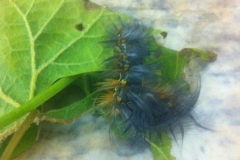 (2/2) This is the same caterpillar after being sprayed with Blue Gold™.